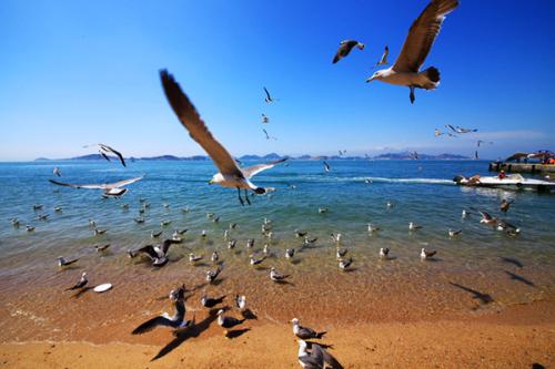 海鸥的讴还能怎么组词 海鸥的讴还能怎么组词