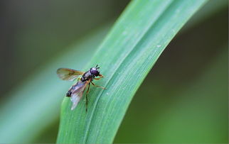 昆虫的组词怎么组