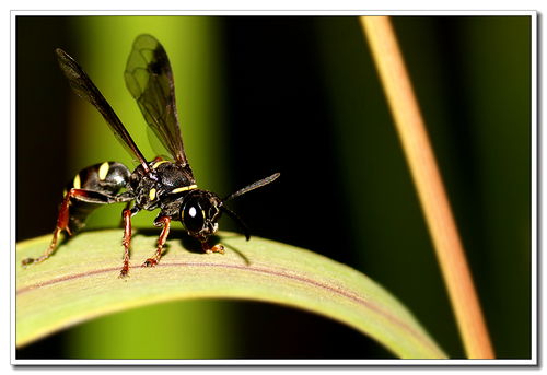 昆虫的组词怎么组