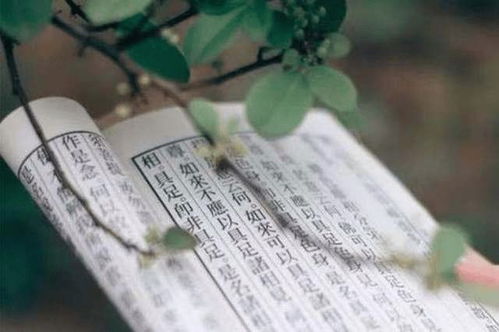 骆驼陀螺怎么组词