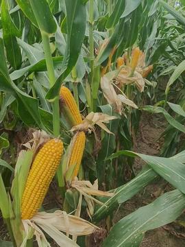 玉米的玉怎么组词