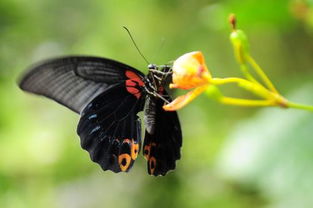 蝴还能怎么组词