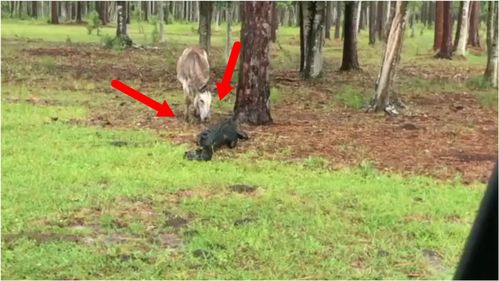 鳄鱼驴驴怎么组词