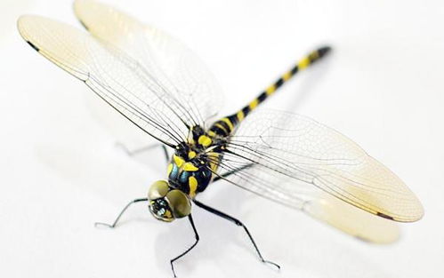 啊蜻蜓的蜻怎么组词