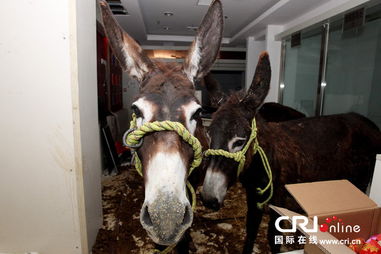 驴棚的驴怎么组词