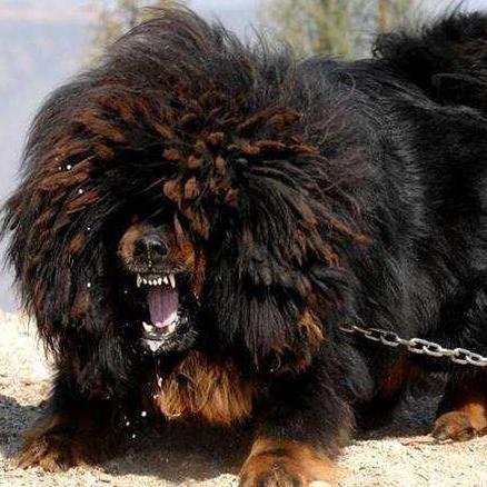 藏獒藏怎么组词