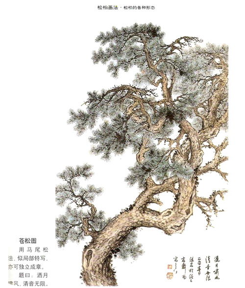 松柏的松柏的柏怎么组词