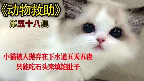 小猫的声音怎么组词 小猫的声音怎么组词