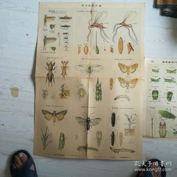 害虫的害还能怎么组词 害虫的害还能怎么组词