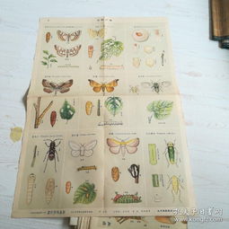 害虫的害还能怎么组词 害虫的害还能怎么组词