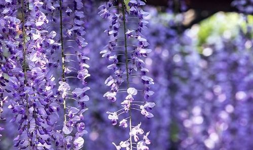 蜈蚣的红怎么组词 蜈蚣的红怎么组词