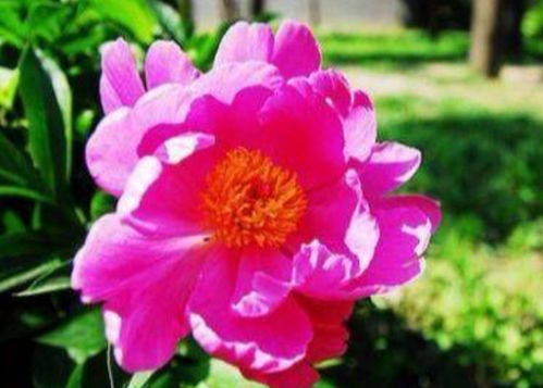 摇字怎么组词 摇字怎么组词