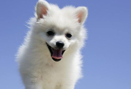 小狗可以怎么组词 小狗可以怎么组词