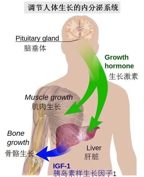 股骨骨头的骨怎么组词 股骨骨头的骨怎么组词