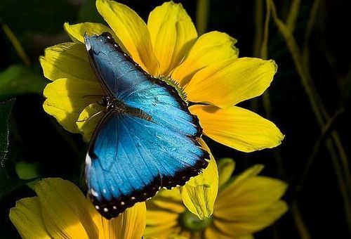 蝴蝶和蚂蚁怎么组词