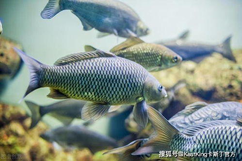 罗非鱼怎么组词