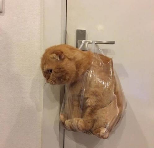 馋小馋猫的馋怎么组词