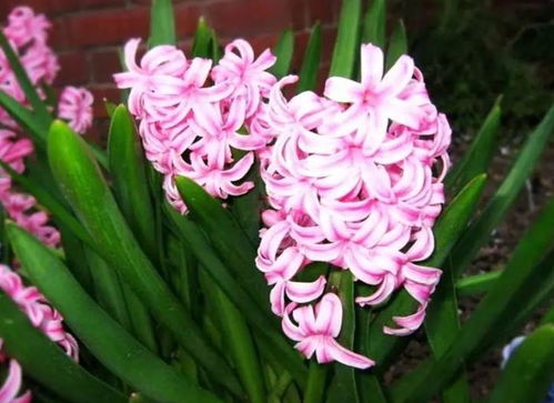 风信子信怎么组词