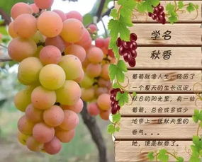 葡萄的葡怎么组词的 葡萄的葡怎么组词的
