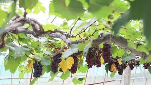 葡萄的葡怎么组词的 葡萄的葡怎么组词的