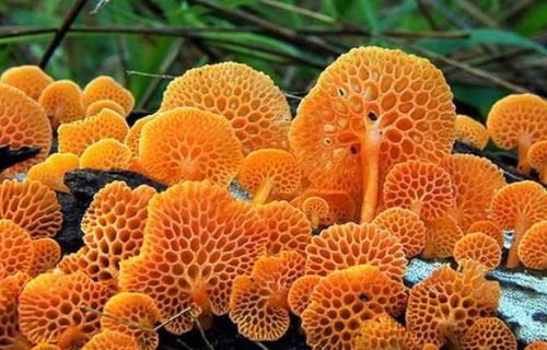 菌怎么组词 菌怎么组词