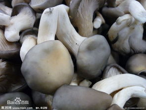 菌怎么组词 菌怎么组词