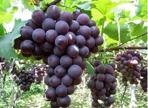 陶怎么组词葡萄的萄 陶怎么组词葡萄的萄