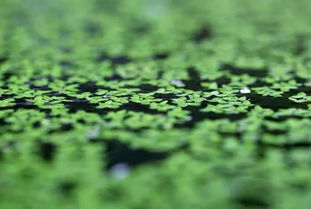 浮萍的拂怎么组词