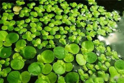 浮萍的拂怎么组词