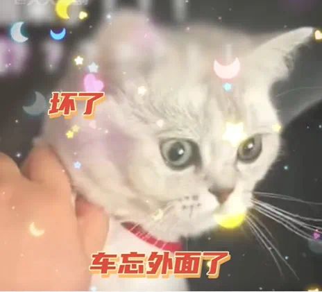 热闹的猫怎么组词啊