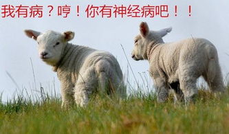 木字旁的羊羊怎么组词