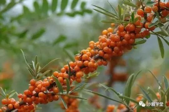 沙棘的沙怎么组词