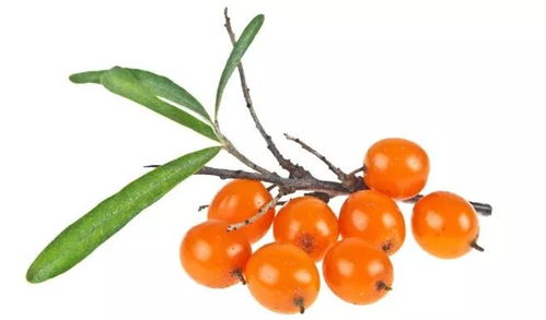 沙棘的沙怎么组词