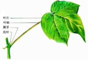 树叶的树怎么组词 树叶的树怎么组词