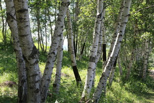 羊怎么组词杨树