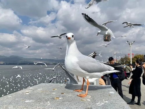 海鸥的鸥怎么组词 海鸥的鸥怎么组词