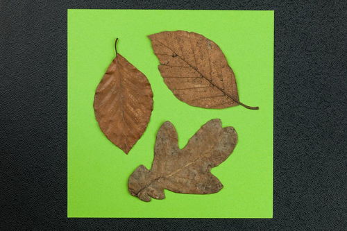 树的组词怎么写 树的组词怎么写