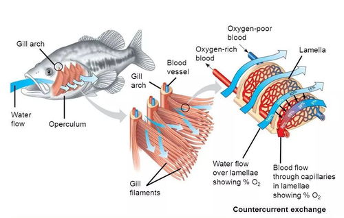 鱼鳃的鳃怎么组词