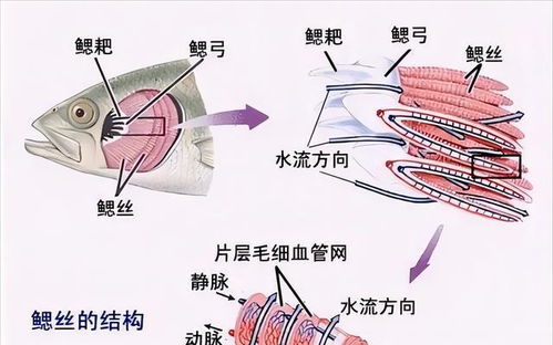 鱼鳃的鳃怎么组词