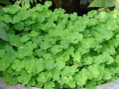 嗯苹字怎么组词