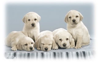 给我买个狗怎么组词