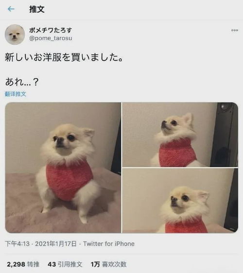 给我买个狗怎么组词