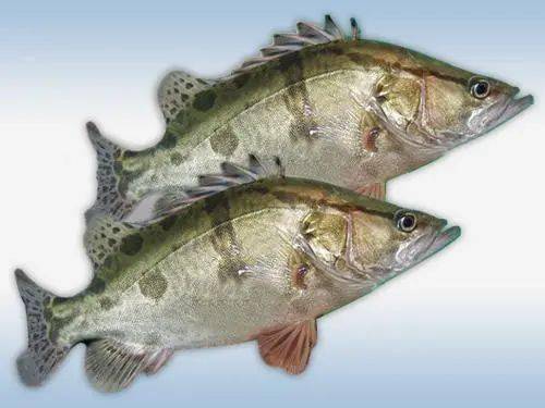 鳜怎么组词 鳜怎么组词