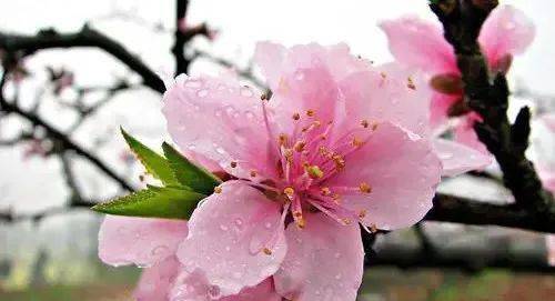 桃花树怎么组词