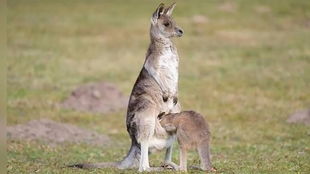 袋鼠的袋带怎么组词