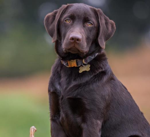 狗的叫声怎么组词