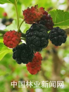 桑怎么组词桑树桑葚