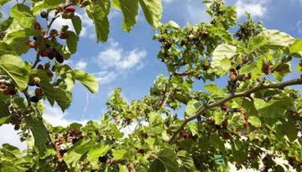 桑怎么组词桑树桑葚