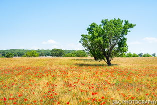 麦穗的碎怎么组词