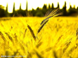 麦穗的碎怎么组词